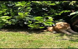 Cockapoo dogs for sale: READY NOW !! ONLY 3 COCKERPOO PUPPIES LEFT !!! in Alfreton - Image 28