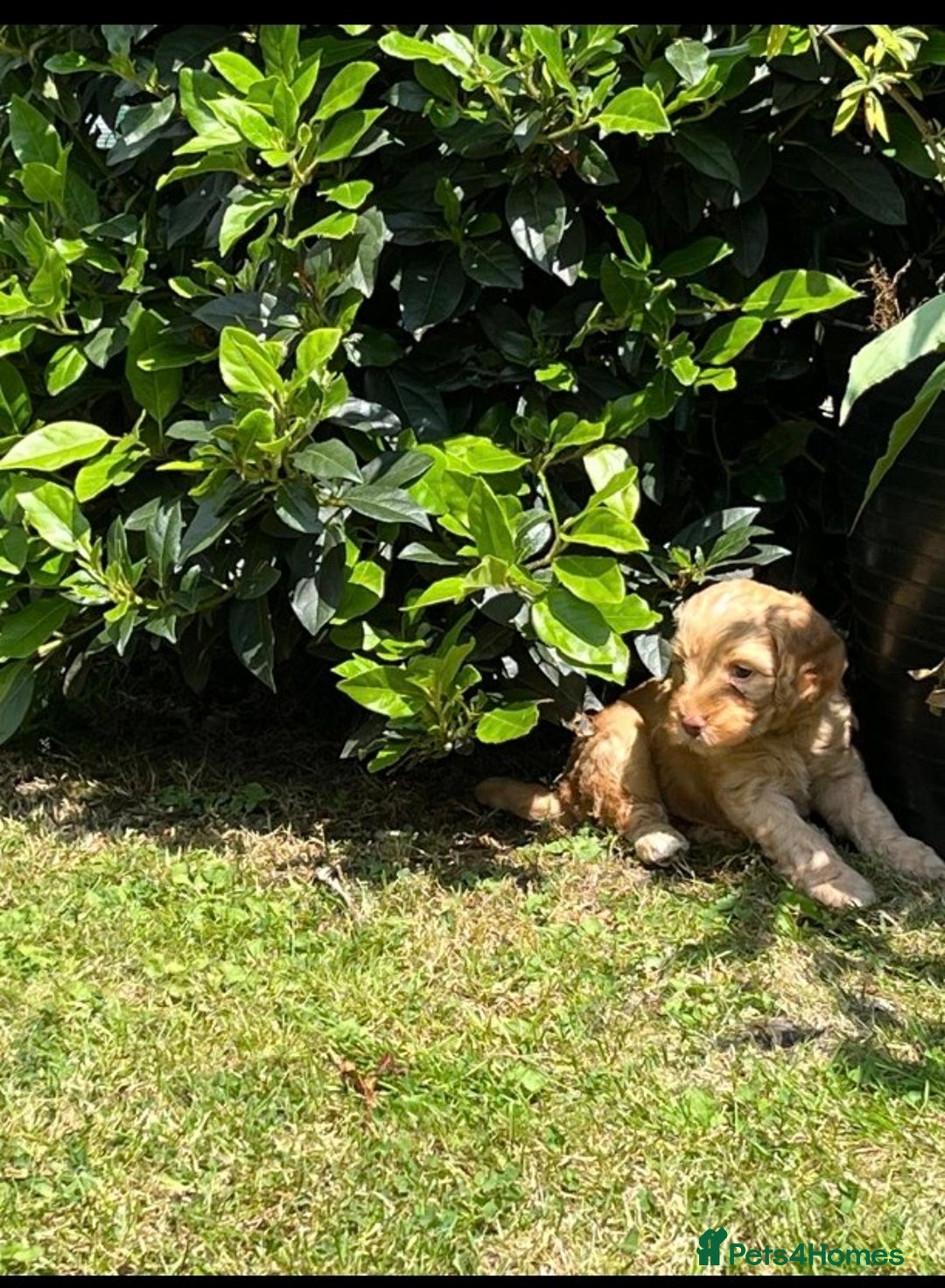 Cockapoo dogs for sale: READY NOW !! ONLY 3 COCKERPOO PUPPIES LEFT !!! in Alfreton - Image 28