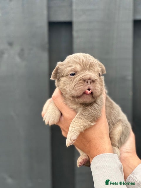 French Bulldog dogs NEW SHADE VISUAL FLUFFY+ ISABELLA FRENCH BULLDOG  - Advert 10