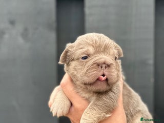 French Bulldog dogs NEW SHADE VISUAL FLUFFY+ ISABELLA FRENCH BULLDOG - Advert 2