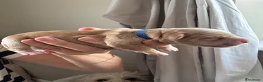 Cockapoo 2