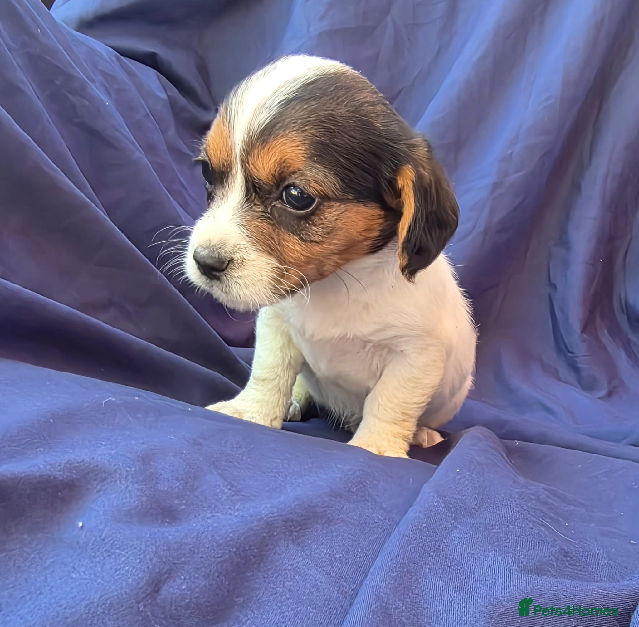 Jack Russell dogs Beautiful jack russell puppies ready now - Advert 1