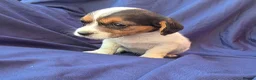 Jack Russell dogs for sale: Beautiful jack russell puppies ready now - Advert 1