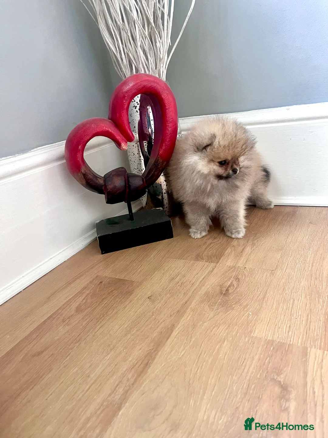 Pomeranian dogs for sale: Top Quality 🏆Championship 🧸Teddy Bear - Advert 8