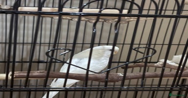 Budgerigars birds - Advert 7