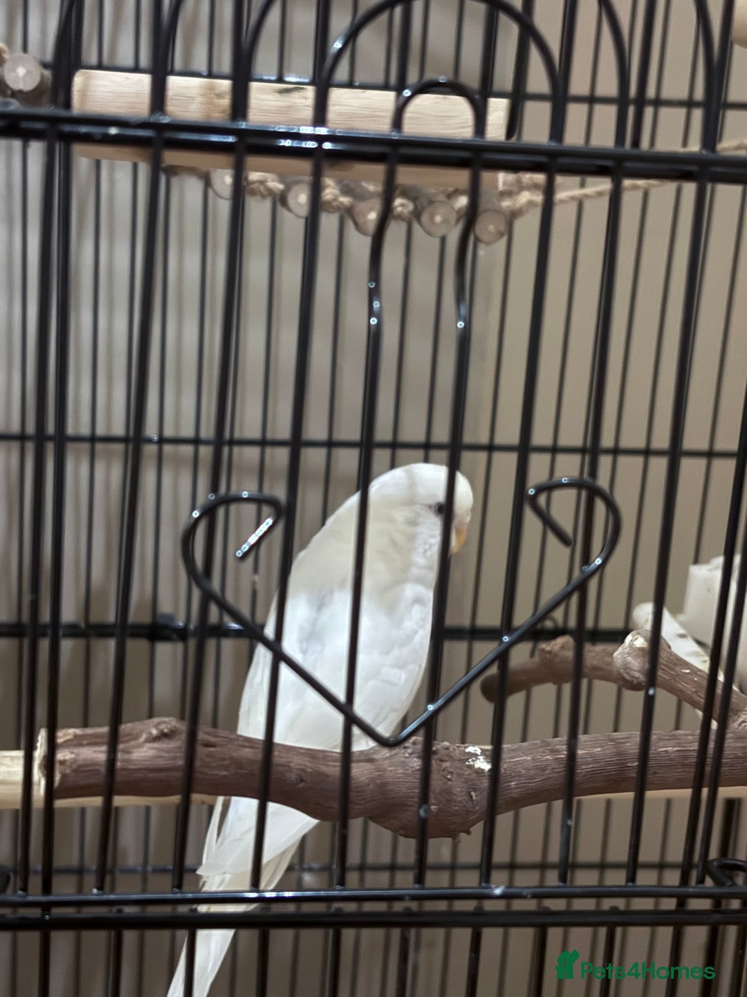 Budgerigars birds for sale: White and Blue Budgie  - Image 2