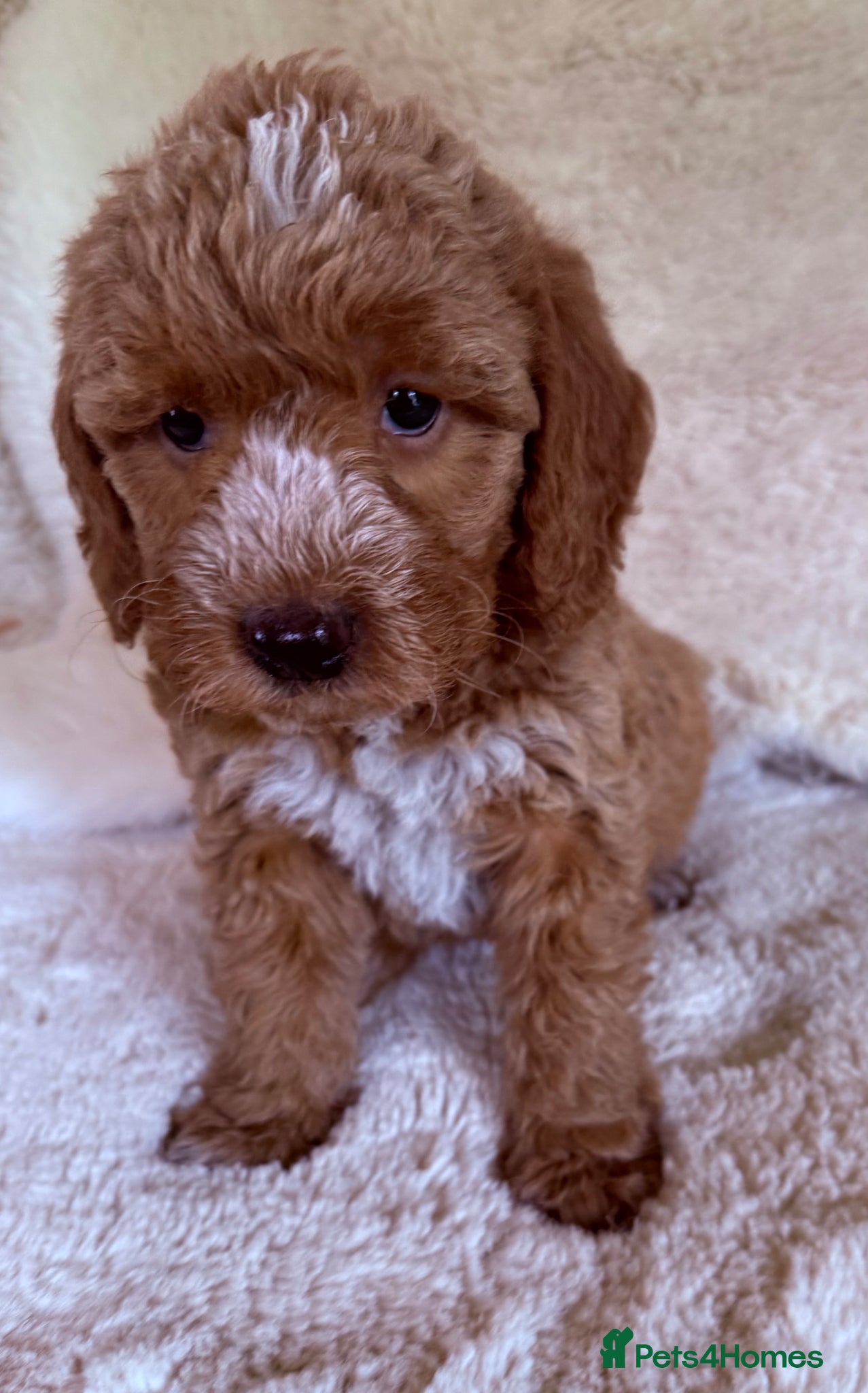 Australian Labradoodle dogs Australian Labradoodles  - Advert 2