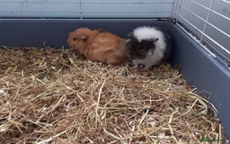 Guinea Pig rodents for sale: Baby male guinea pig pairs - Image 3