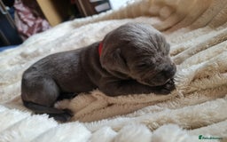 Cane Corso dogs for sale: Cane corso puppies  - Image 20