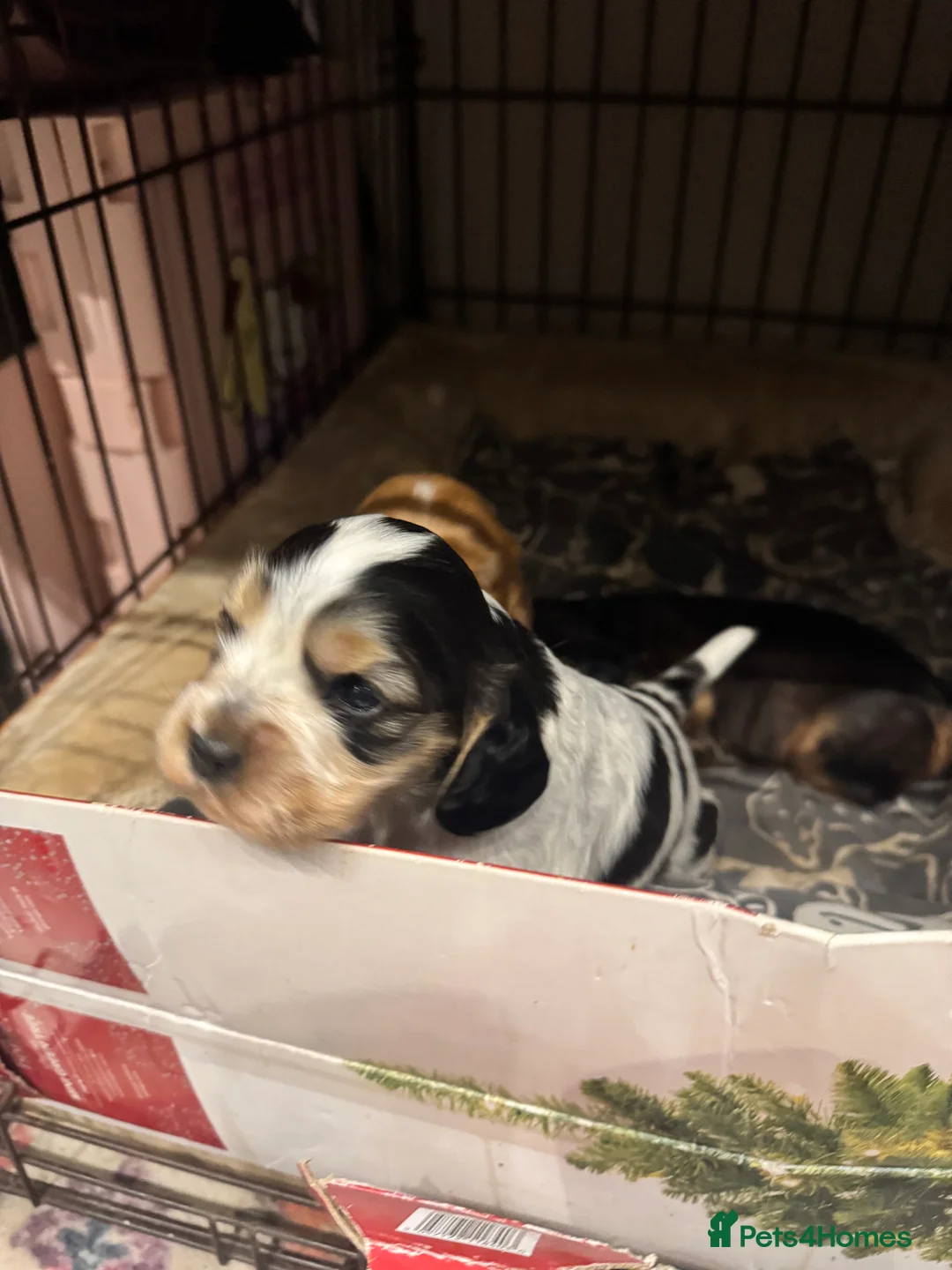 Mixed Breed dogs for sale: Cocker spaniel puppies - Advert 8