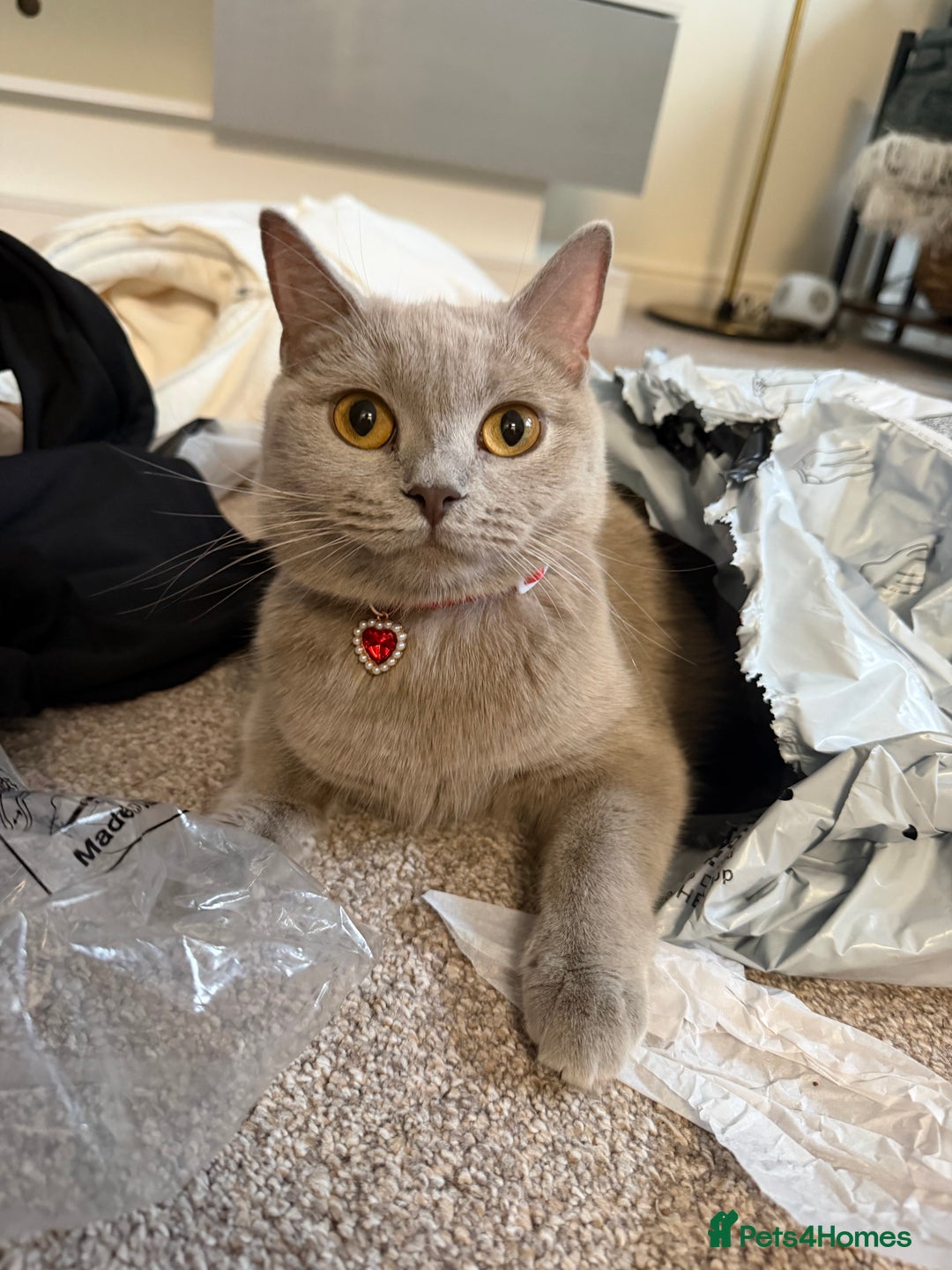 British Shorthair cats for sale: Adorable British short hair - Advert 1