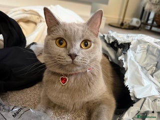 British Shorthair cats Adorable British short hair - Advert 4