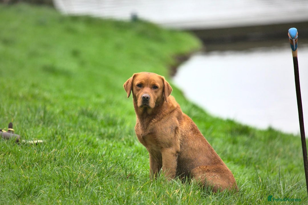 Labrador Retriever dogs for sale: Labrador Puppys ( 3 ) - Image 6