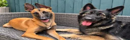 Belgian Shepherd Dog dogs for sale: Male Belgium Malinois  - Advert 9