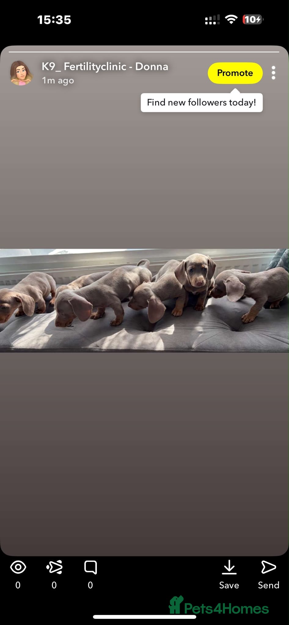 Dachshund dogs Isabella dachshunds 7 weeks old  - Advert 4