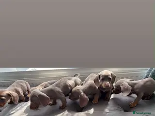 Dachshund dogs Isabella dachshunds 7 weeks old - Advert 4