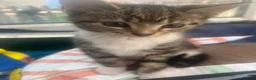 Mixed Breed cats for sale: Adorable kittens - Advert 7