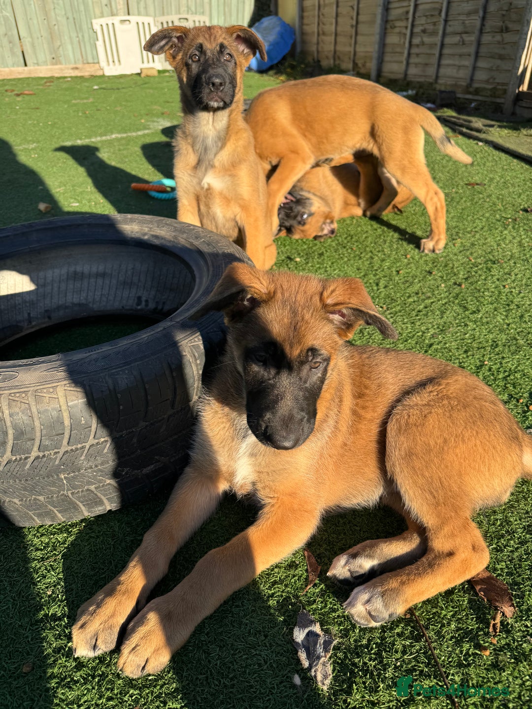 Mixed Breed dogs for sale: Belgian Malinois x German shepherd - Advert 12