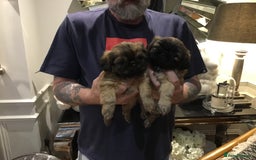 Shih Tzu dogs for sale: Tiny Imperial Shihtzu  Puppies  - Image 8