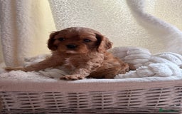 Cavalier King Charles Spaniel dogs for sale: ONE RUBY BOY LEFT Cavalier King Charles  - Image 4