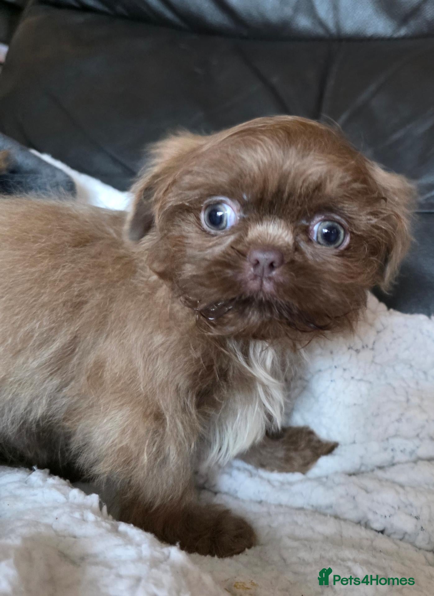 Shih Tzu dogs Amazing imperial shih tzu puppies ready now - Advert 2