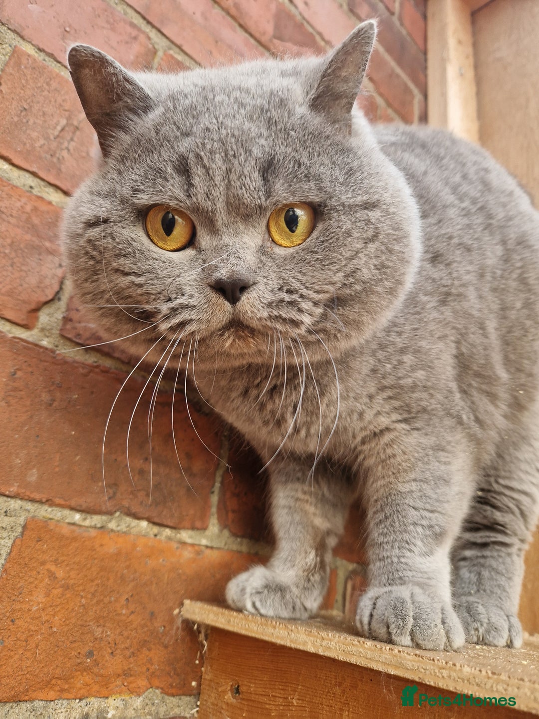 British Shorthair cats for sale: GCCF BRITISH SHORTHAIR KITTENS - Image 7