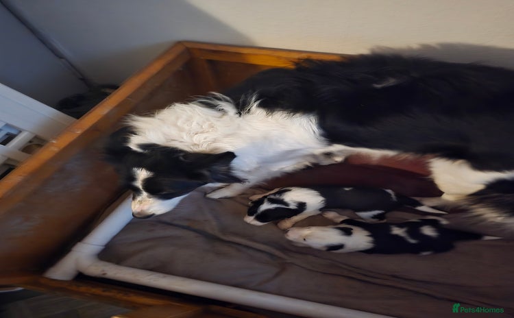 Border Collie dogs - Advert 1
