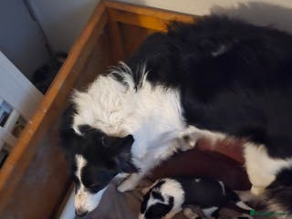 Border Collie dogs Border collie pups - Advert 16