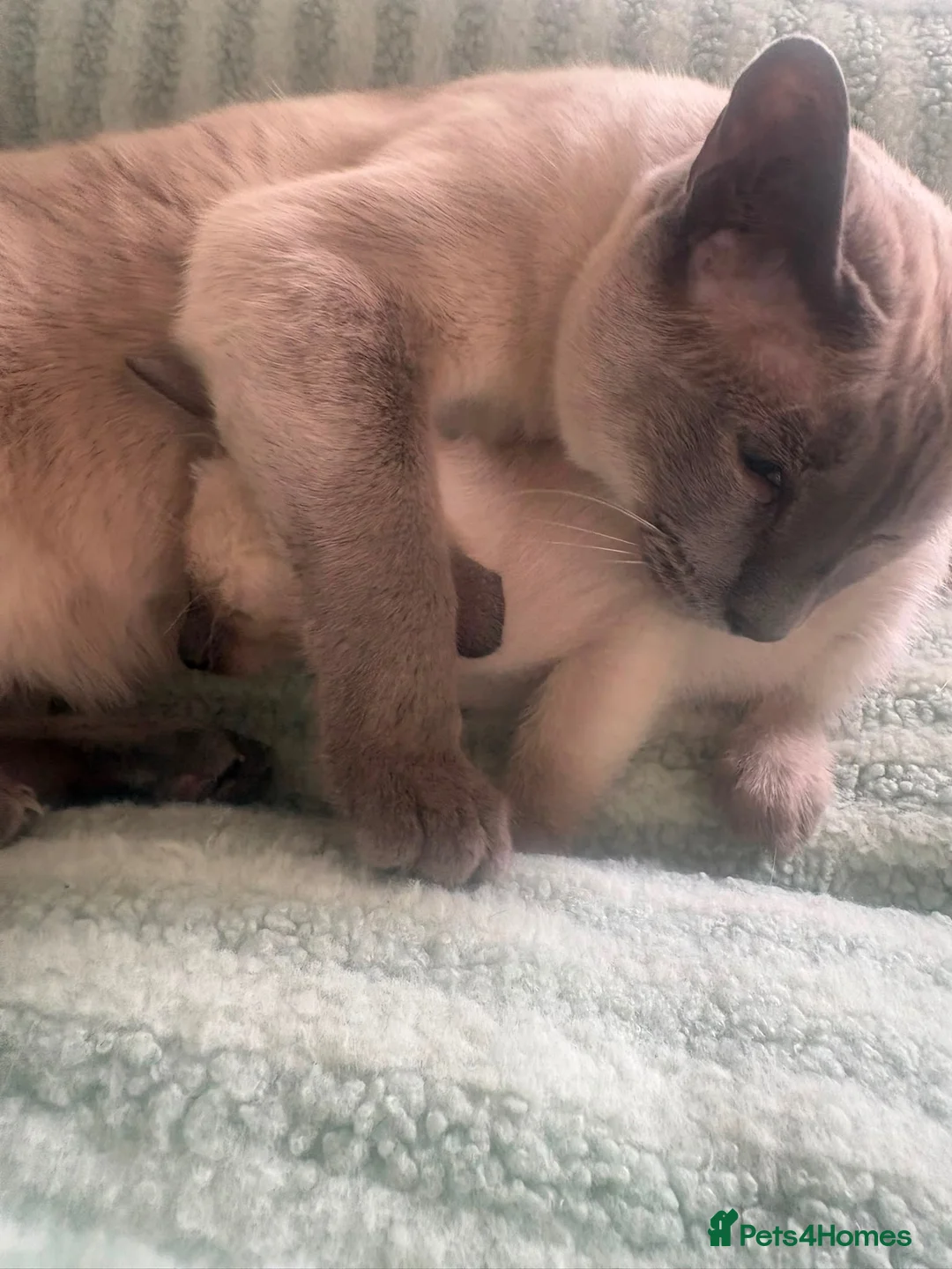 Siamese cats for sale: Siamese kittens  - Advert 10