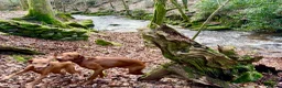 Hungarian Vizsla dogs for sale: Hungarian Vizslas - Advert 5