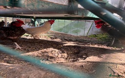 Chickens poultry for sale: Rooster and three hybrid hens  - Image 3