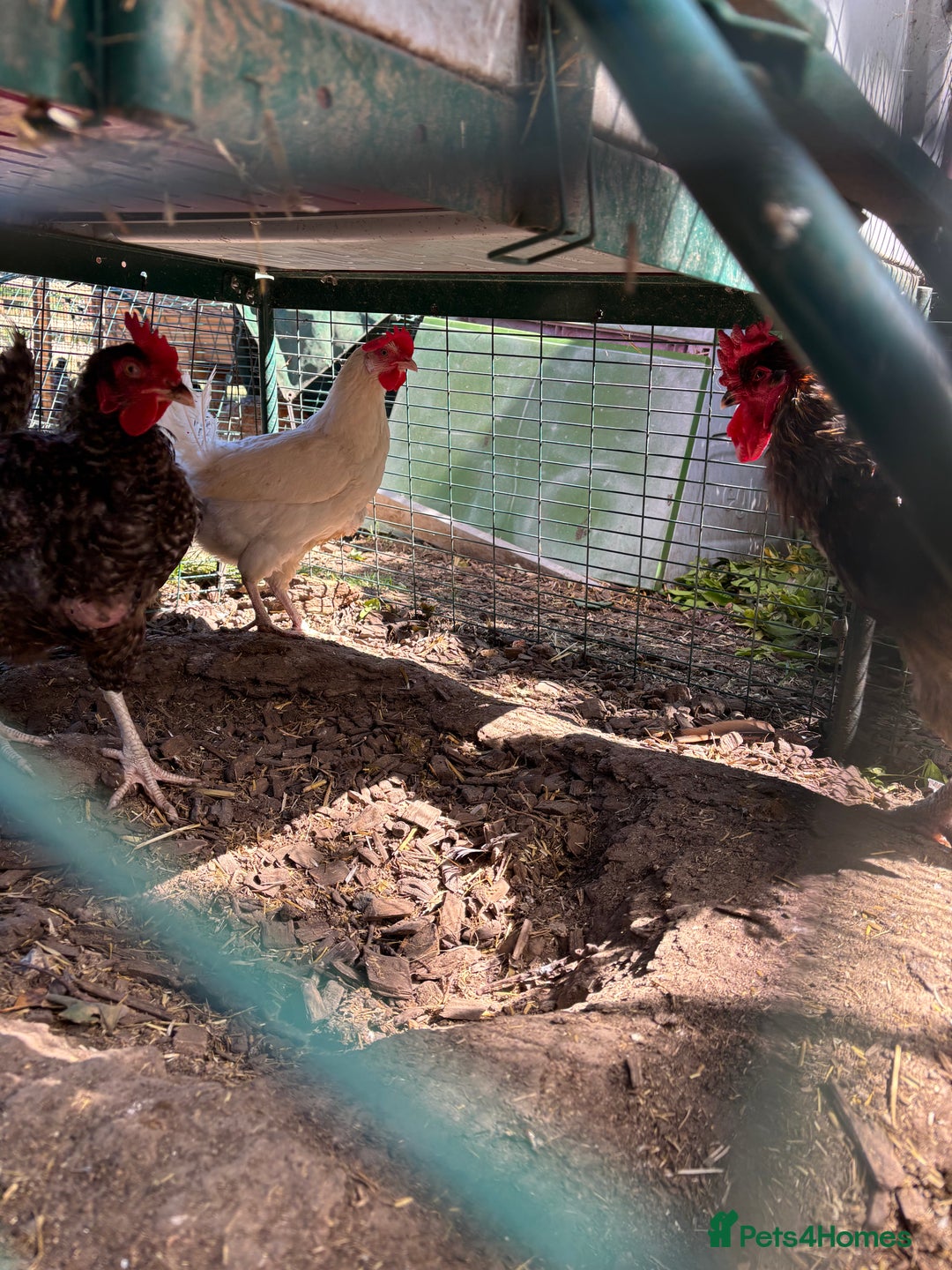 Chickens poultry for sale: Rooster and three hybrid hens  - Image 3