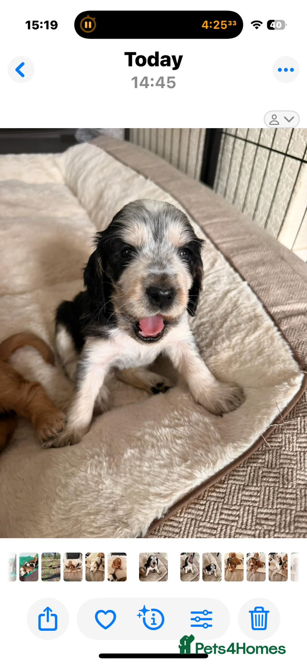 Cocker Spaniel dogs for sale: 5 Stunning Show Cocker Spaniel Pups  - Advert 2