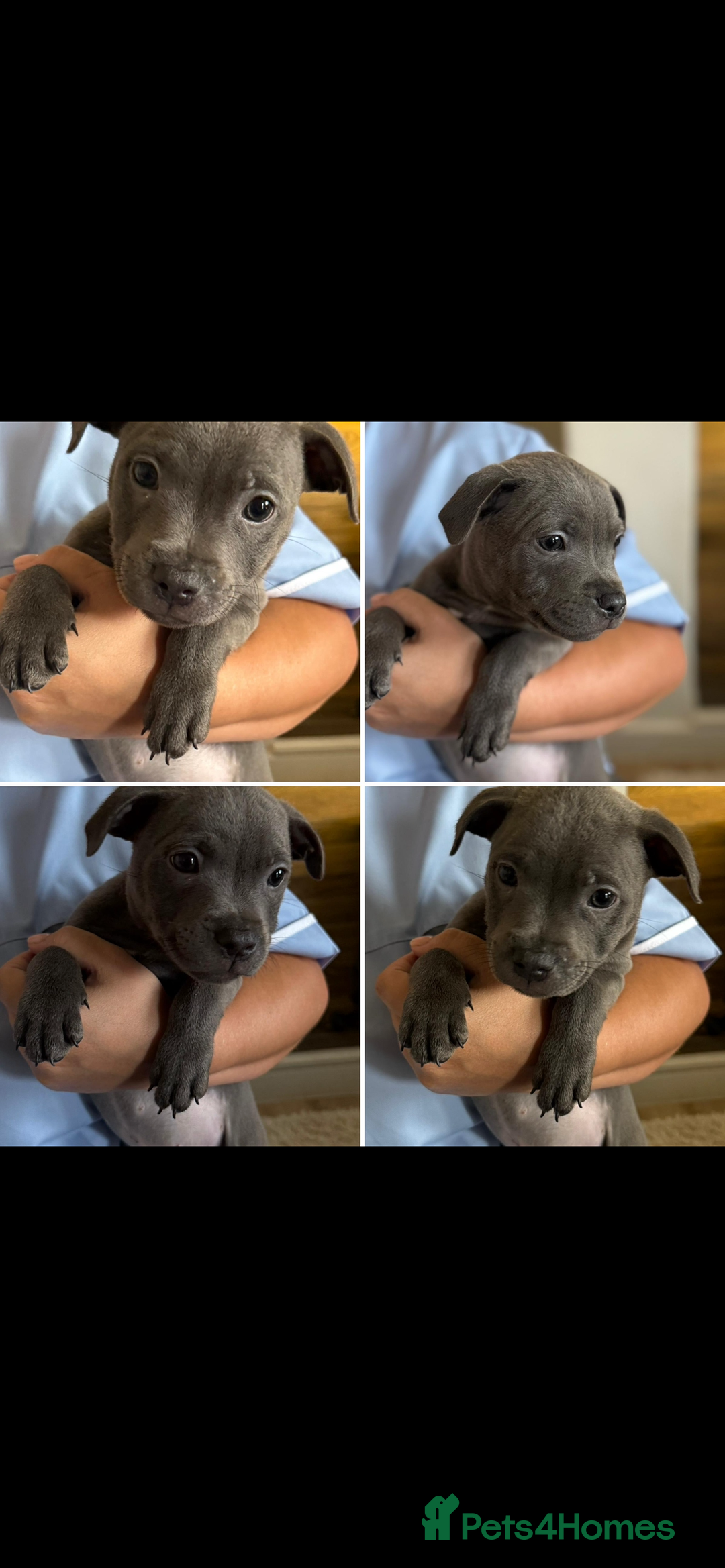 Staffordshire Bull Terrier dogs for sale: KC Registered Staffordshire Bull Terriers - Image 4