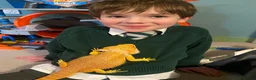 Bearded Dragon reptiles for sale: Bearded Dragon for Sale in Banbury - Advert 4