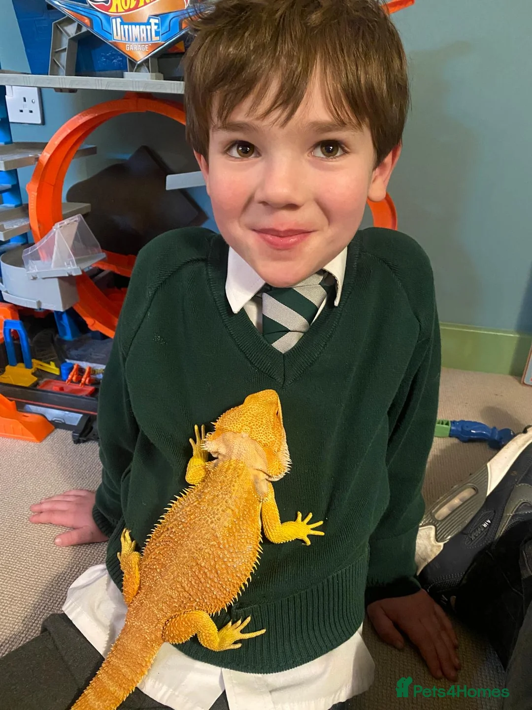 Bearded Dragon reptiles for sale: Bearded Dragon for Sale in Banbury - Advert 4