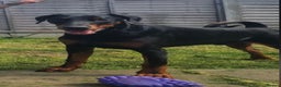Dobermann dogs for sale: Gorgeous Male Doberman, Kamui - Advert 6