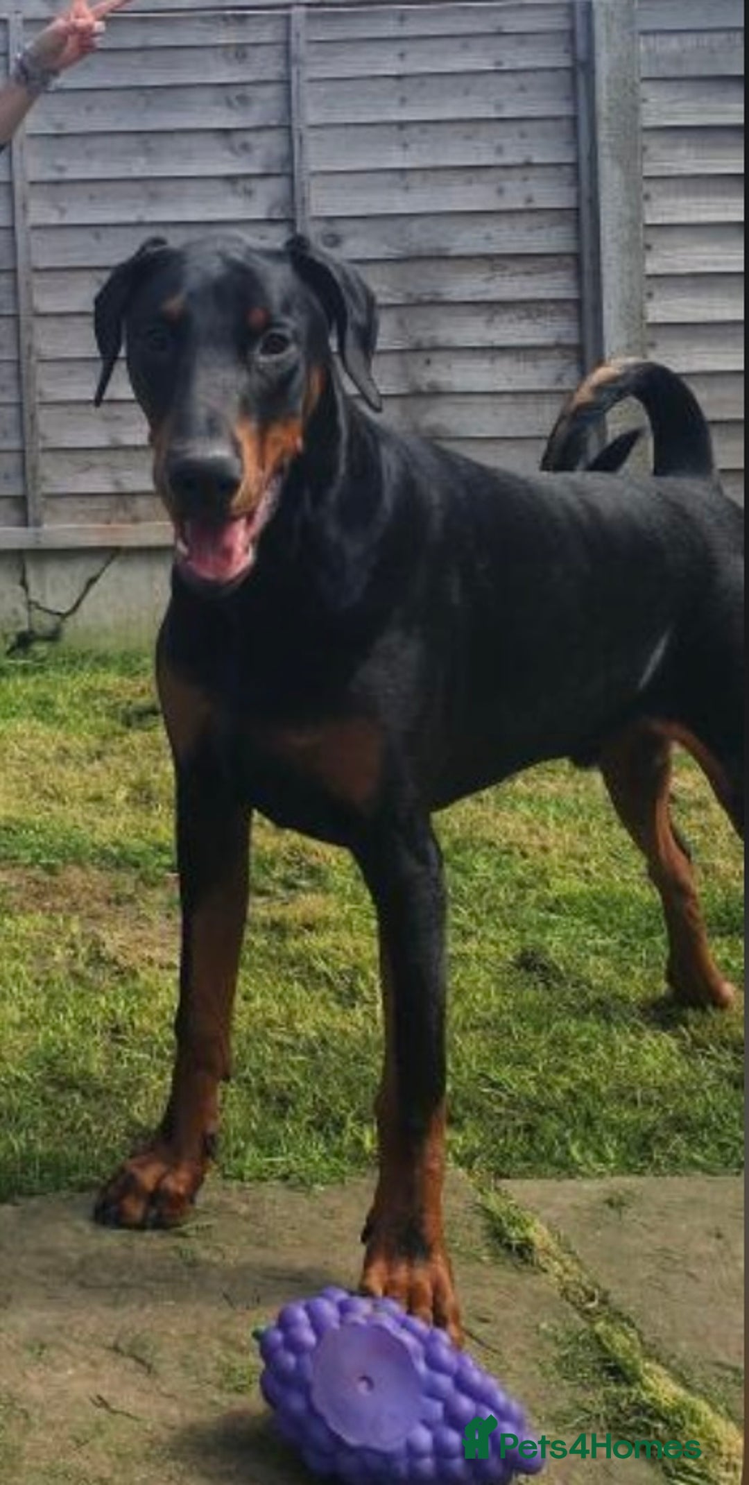 Dobermann dogs for sale: Gorgeous Male Doberman, Kamui - Advert 6