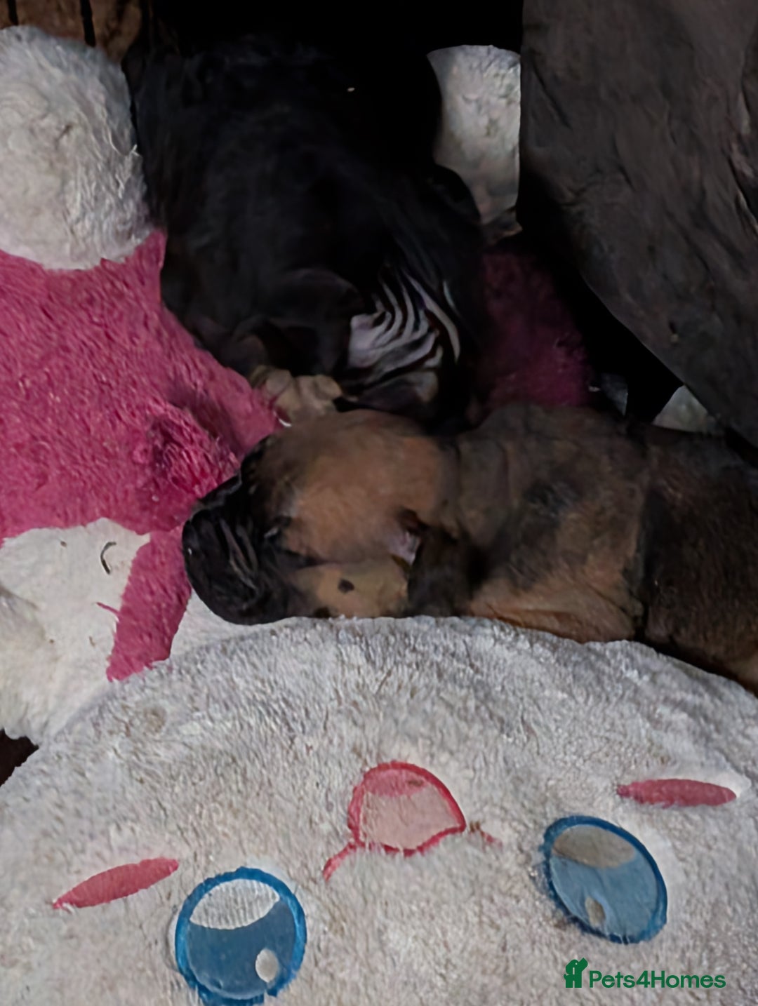 Mixed Breed dogs for sale: Shar pei cross cane corso - Advert 9