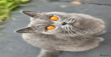 British Shorthair cats - Advert 8