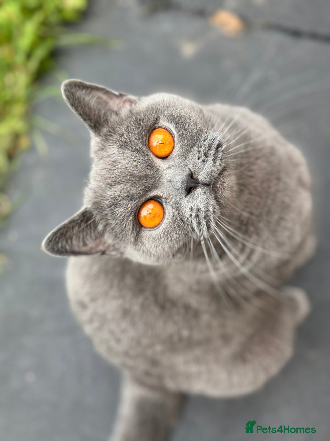 British Shorthair cats for sale: British Shorthair Kitten 1 - PURE Pedigree champion line Bsh kittens - Image 4