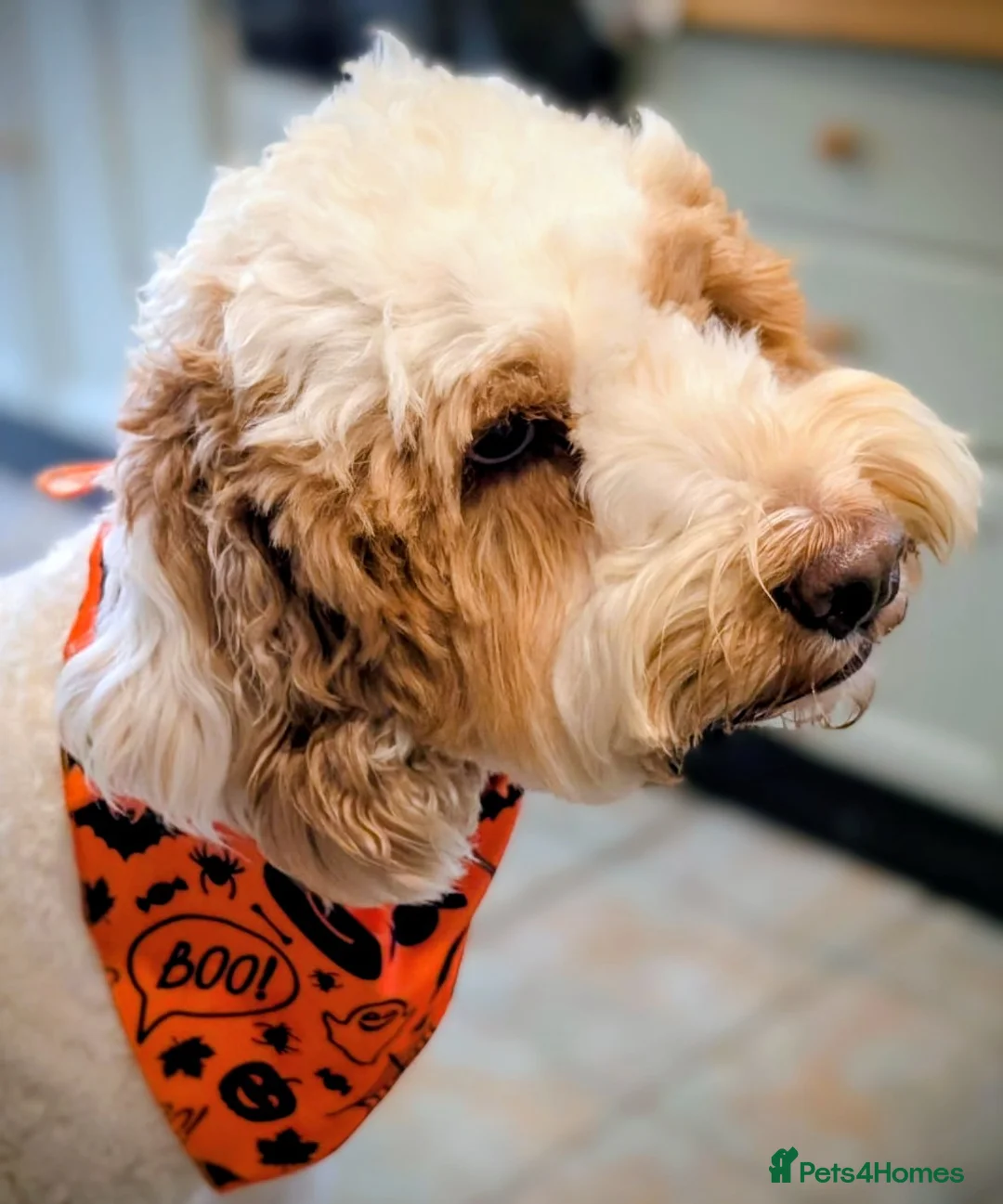 Bernedoodle dogs for sale: Wait List Open ** Mini Australian Bernedoodle ** - Advert 7