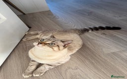 British Shorthair cats for sale: Rare Silver Spotted British Shorthair Kitten - Image 6