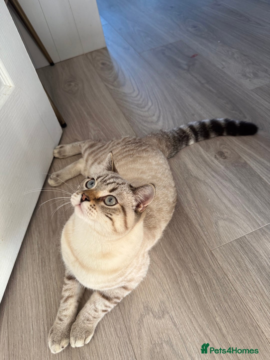 British Shorthair cats for sale: Rare Silver Spotted British Shorthair Kitten - Image 6