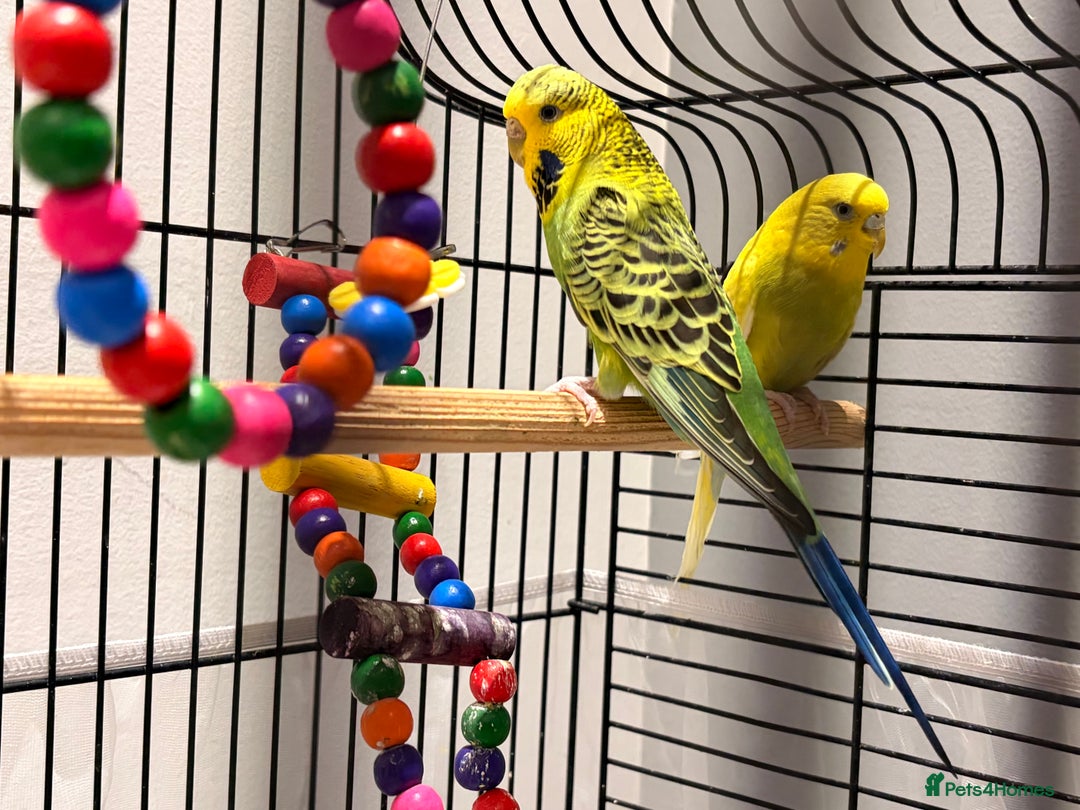 Budgerigars birds for sale: 2 Budgies and cage for sale - Image 1