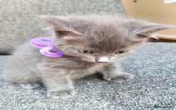 Mixed Breed cats for sale: Grey kittens  - Image 26