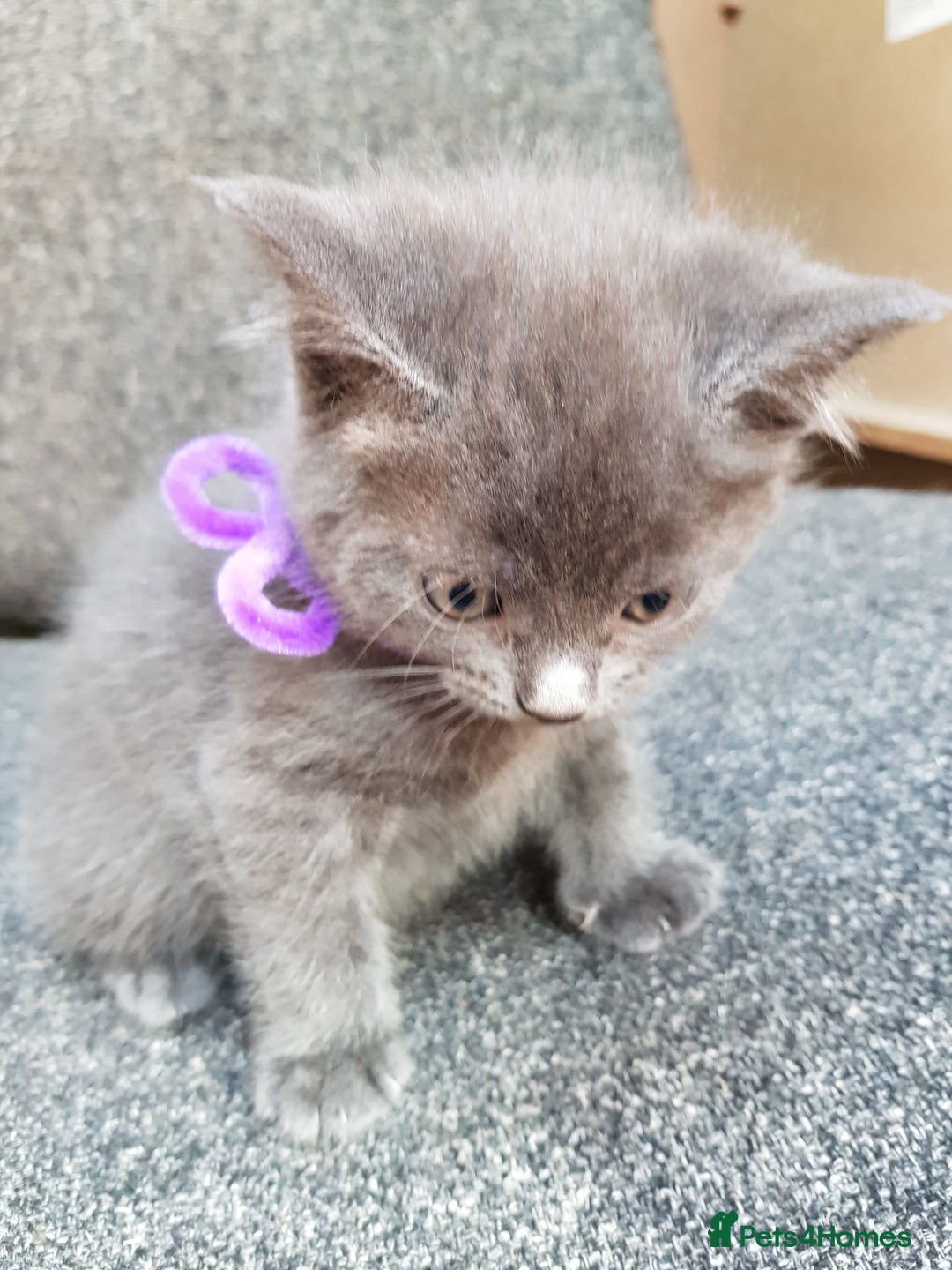 Mixed Breed cats for sale: Grey kittens  - Image 26