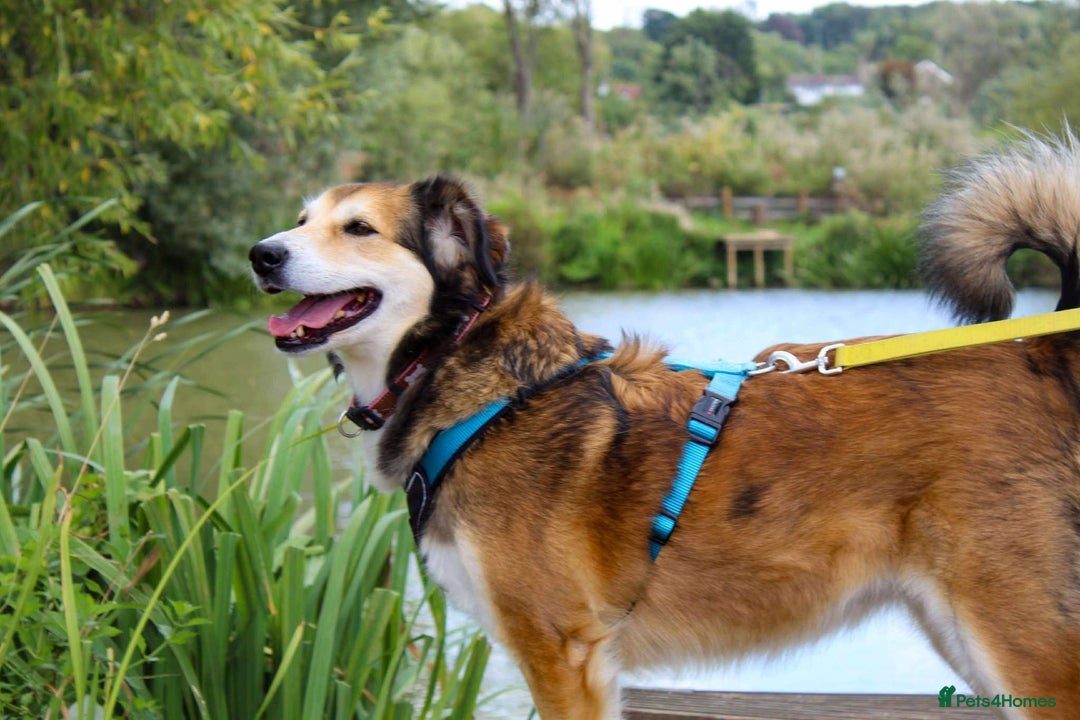 Mixed Breed dogs for adoption: Jewel is looking for her forever family! - Image 7