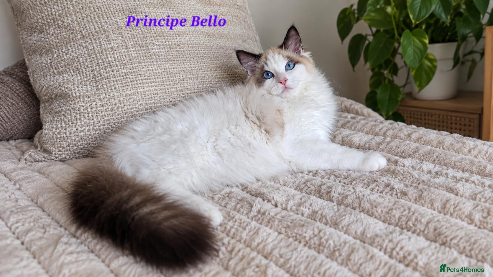 Ragdoll cats ACTIVE STUNNING RAGDOLL BOY  - Advert 1