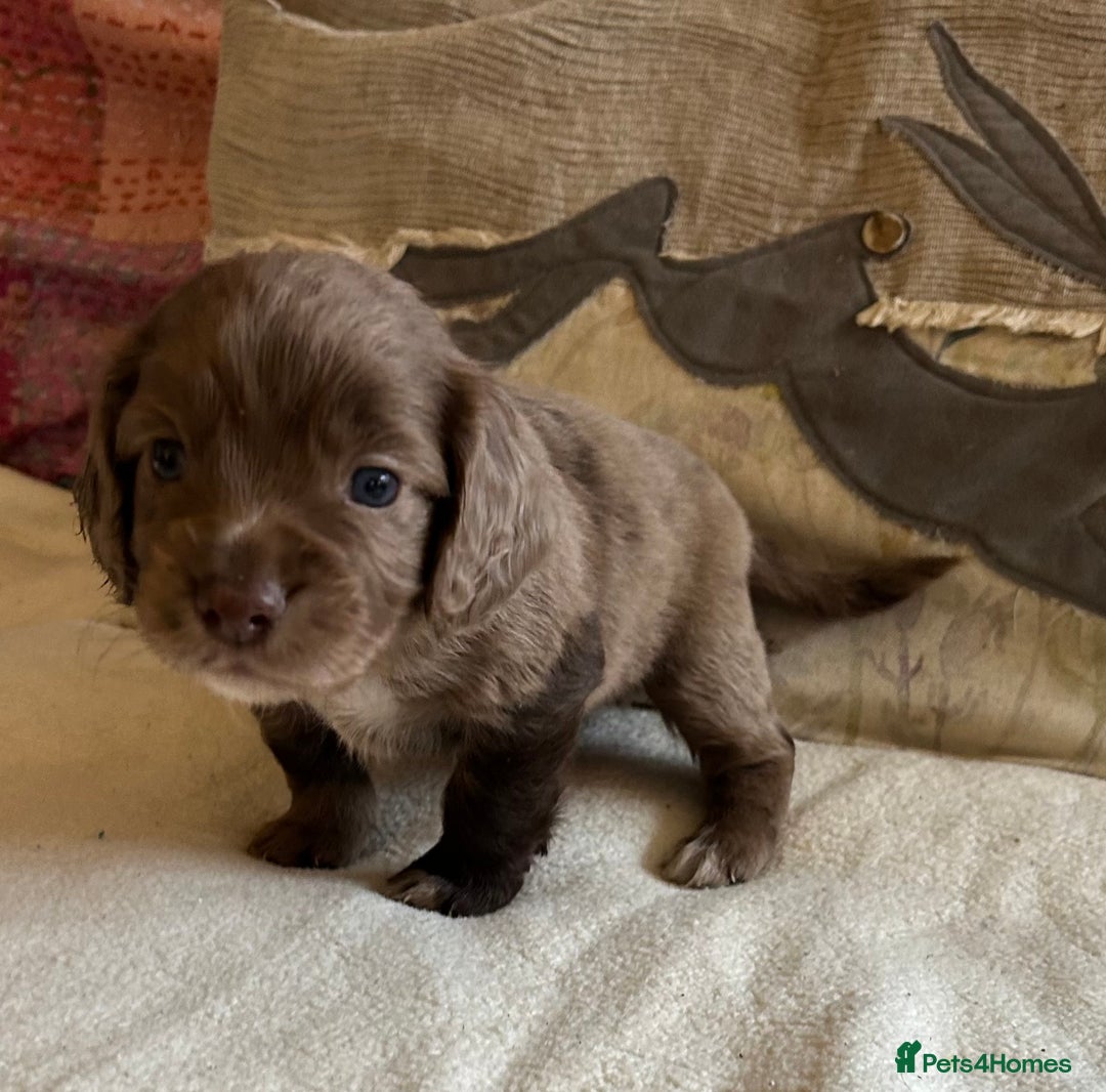 Cocker Spaniel dogs for sale: STUNNING WORKING COCKER SPANIEL PUPS - Advert 11